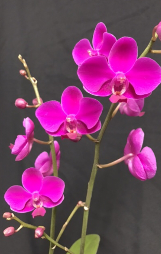 Orchids, Flower Spike